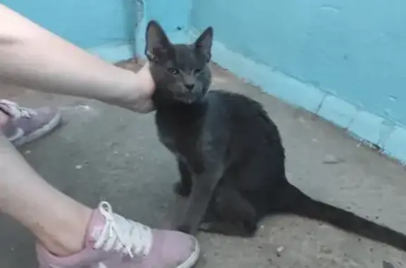 Найден домашний кот на Волгоградской, 47