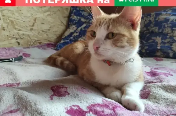 Пропала кошка в Томске, пос. Каштак