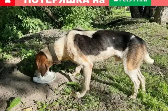 Найден домашний пес в д. Афонино, ищем хозяина