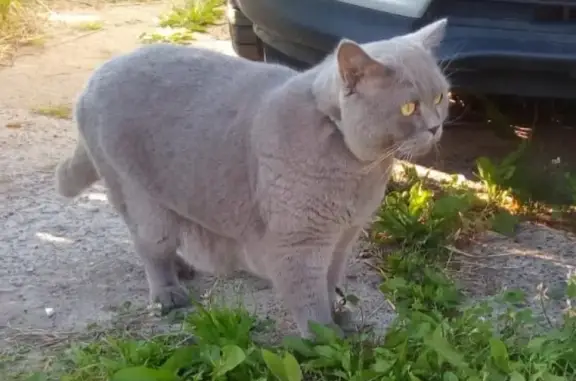 Пропала кошка Беня в СДТ Быстрица-2, Оричевский район