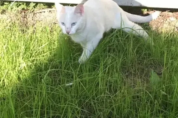 Найден белый голубоглазый кот на Нежинской улице