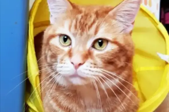 Кошки потеряшки, Владивосток, фото: Потеряшка рыжий кот Мурлет на Лесной улице, 12