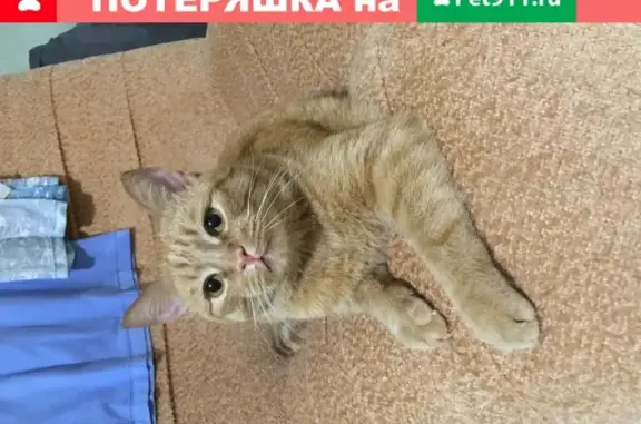 Пропала кошка в Великом Новгороде, район Свято-Юрьева монастыря