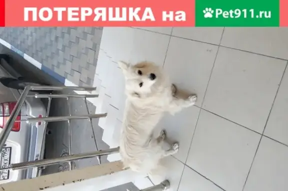 Найдена собака возле дома на Ленинградской, Анапа