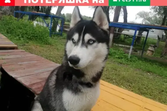 Найдена собака в Большом Магое, Астраханская обл.