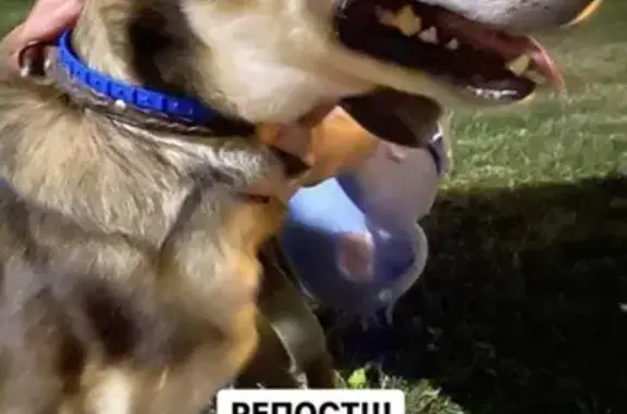 Найдена собака в парке Новые Черёмушки, Москва
