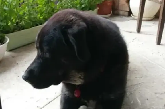 Пропала собака в Щербинке, чёрная с рыжими лапами