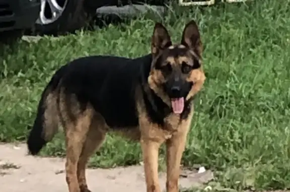 Найдена собака в Одинцово на Северной улице