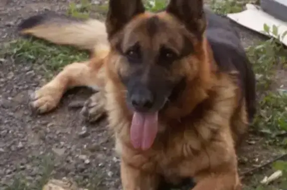 Потерянные животные Уфа, фото: Пропала собака на ул. Одесская, Вологодская, Плеханова, Уфа