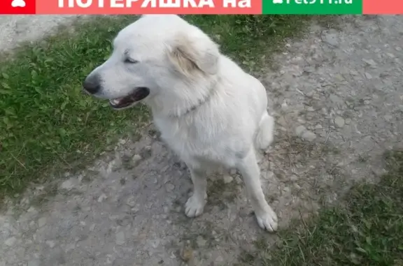 Найден пёс с ошейником в Коломенском садоводстве