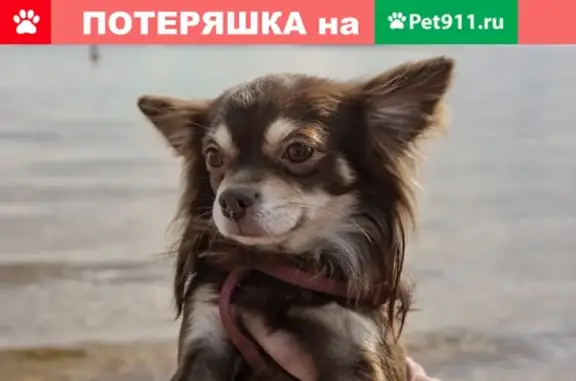 Пропала собака Кукуруз в Пятигорске
