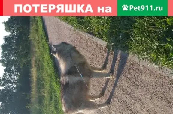 Найдена собака в поселении Внуковское