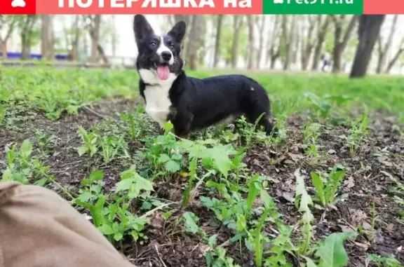 Пропала собака в Подольске