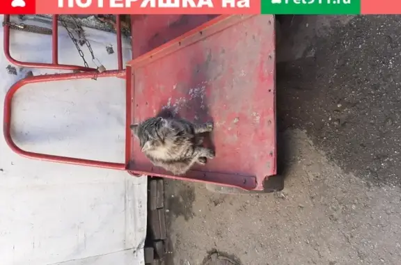 Пропала кошка на Московском шоссе, 179