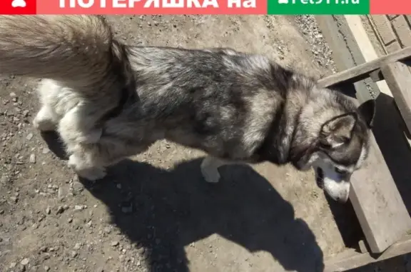 Найдена собака в Искитимском районе, голубоглазая хаски