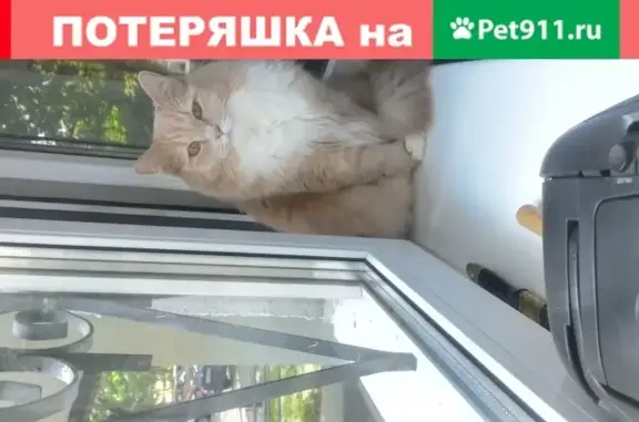 Пропала кошка в Москве, вознаграждение гарантировано