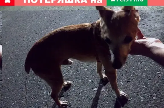 Найден домашний пёс на пр. Мира, Омск