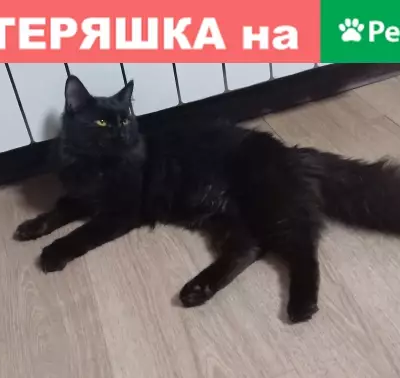 Найден черный кот в Казани на Меридианной улице