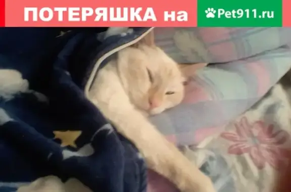 Пропала светло-рыжая кошка на ул. Свердлова, Балашиха