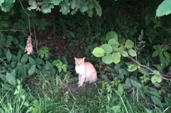 Найдена кошка в деревне Сабурово, адрес - Парковая улица, 5