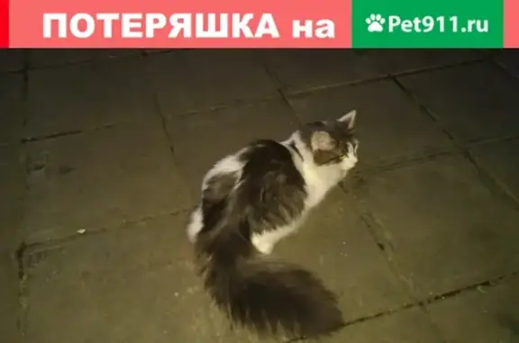Пропала кошка на ул. Адмирала Лазарева, 55