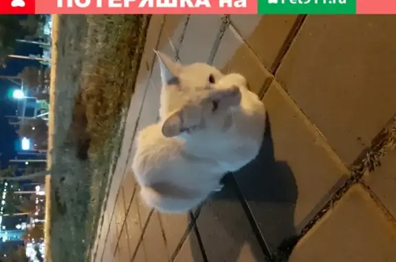 Найдена кошка кремового окраса на Анапском шоссе