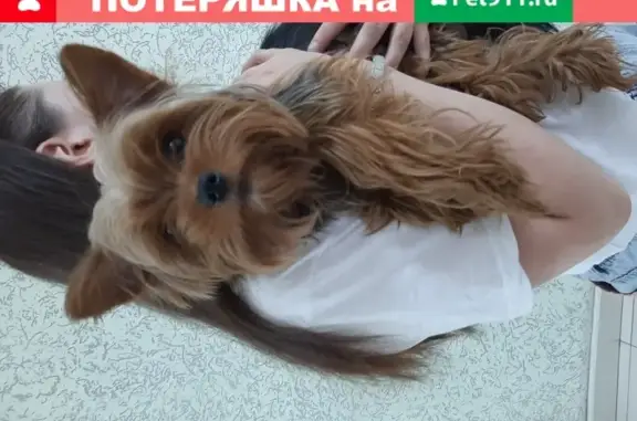 Собака найдена на пр. Ленина 159, Томск.