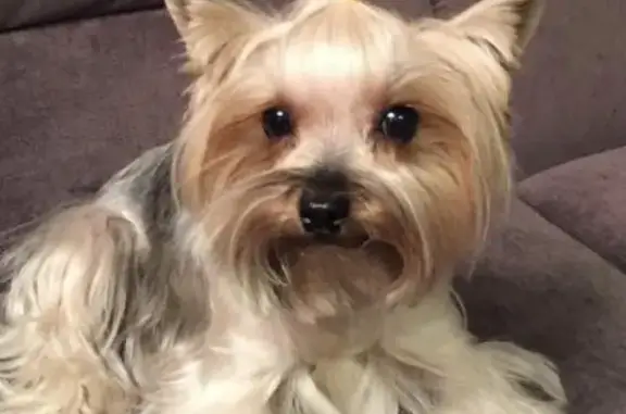 Собаки потеряшки, Ангарск, фото: Потеряшка собака в Ангарске: йорк Вита, 5 дом 177 квартал.