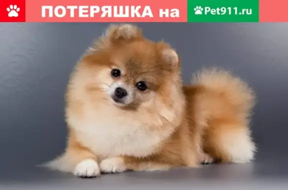 Пропал шпиц, найдена собака в Нижнем Новгороде