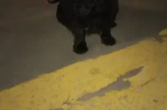Найдена черная собака в Троицке, возможно беременная