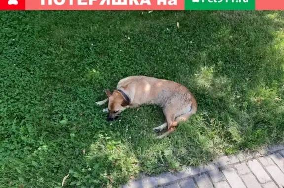 Найдена собака около м. Новогиреево