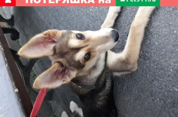 Найден щенок в парке Победы, Казань
