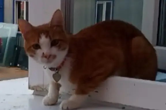 Пропал кот Мичман на улице Садовая 18 в Нахабино Ясное