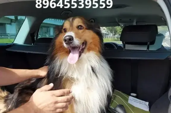 Найдена собака в Москве, район Динамо