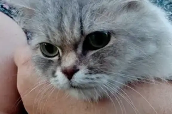Найдена серебристо-серая кошка в Вичуге