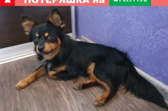 Найдена добрая собака породы Чихуахуа на ул. Петрашевского, 36
