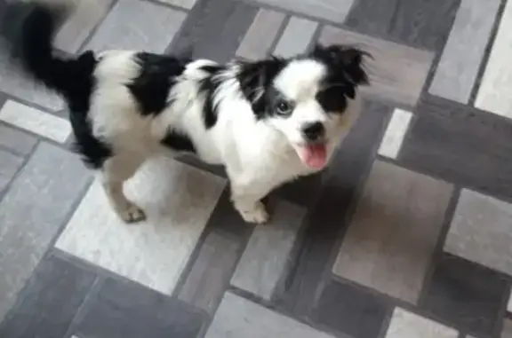 Собаки потеряшки, Брянск, фото: Потеряшка собака Тузик в Брянске, пос. Городище