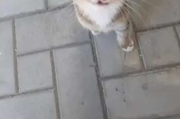 Ласковый котенок найден в Пензе на улице Аустрина, 63