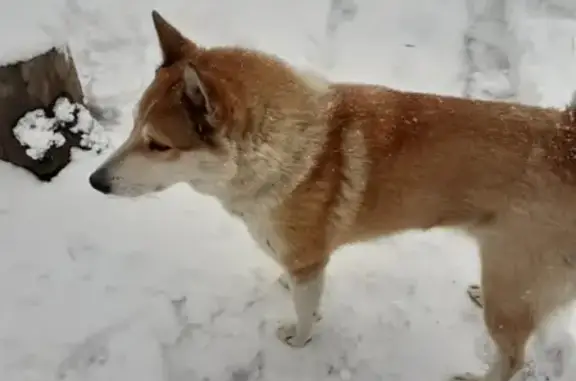 Пропала собака Западно-сибирская лайка в Новоивановском, Одинцовский район