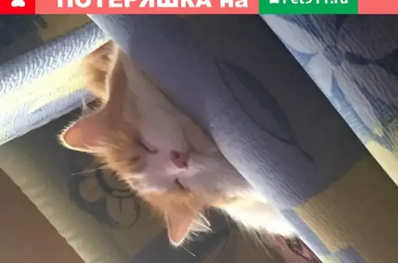 Пропал кот Рыжик, СНТ Вишнёвый Сад, Ульяновск.