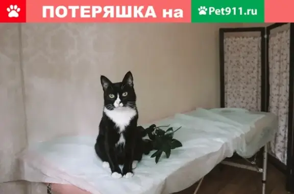 Пропал чёрный кот с белой грудкой в Москве.