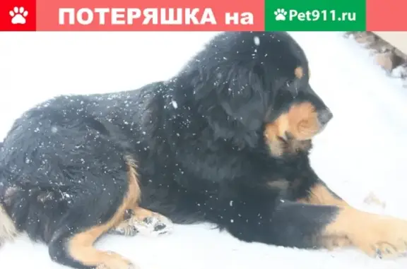 Пропала собака породы Тибетский мастиф в Серпухове, Береговая улица
