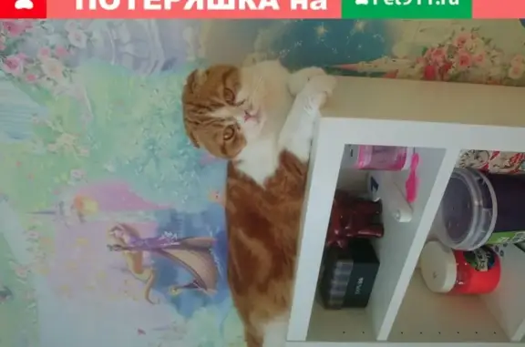 Потерянные животные Новосибирск, фото: Пропала кошка Персик на улице Титова, Новосибирск