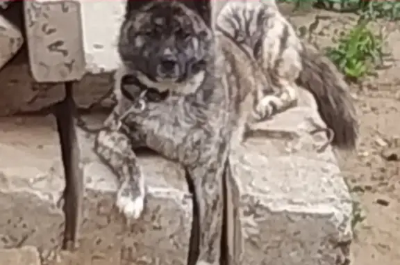 Пропала собака Акита в Караваево
