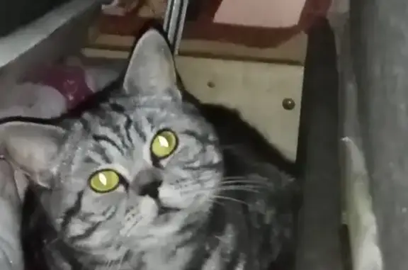 Пропала кошка Стеша в Медведево, Республика Марий Эл