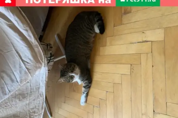 Пропал кот на Аргуновской ул. д.6к1, Останкинский район
