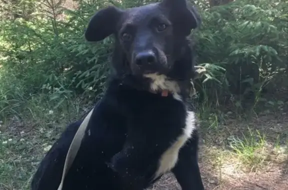 Пропала собака в Петрухино-2, черная с белой грудкой, ошейник с медальоном Бьюик.