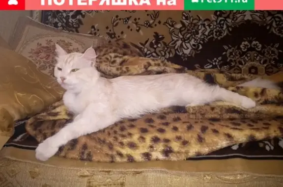 Найдена кошка на ул. Айвазовского, ЧМР