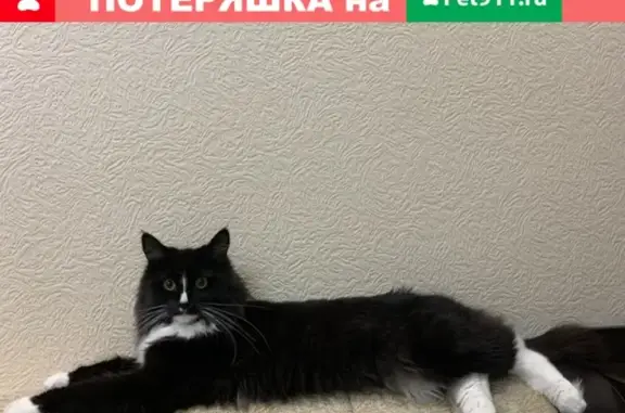 Объявления о пропавших и найденных животных, Смоленск, фото: Пропала беременная кошка на Багратиона 55а, Смоленск