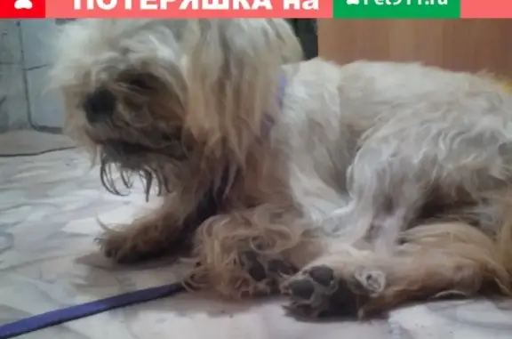 Найдена маленькая собака на Локомотивной, Ростовская область